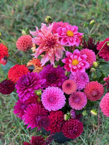 Dorset Dahlias